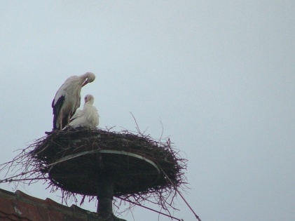 Close up of the storks