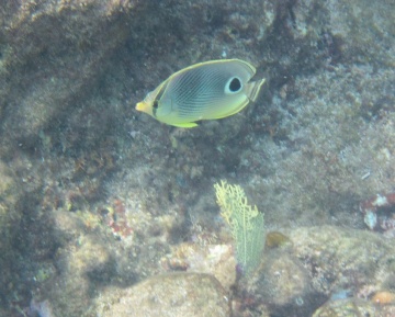 foureye butterflyfish