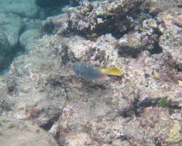yellowtail parrotfish