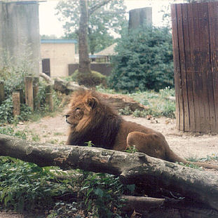 1988 - ZSL London Zoo