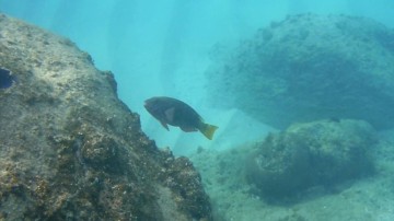 yellowwtail parrotfish